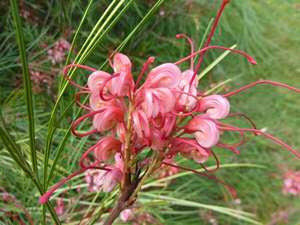 GREVILLEA ELEGANCE GRAFT [SZ:14CM POT]