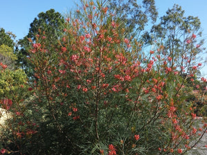 GREVILLEA ELEGANCE GRAFT [SZ:14CM POT]