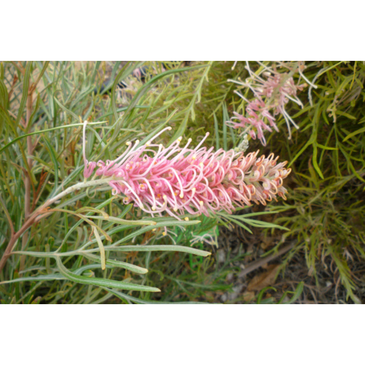 GREVILLEA FLAMINGO [SZ:14CM POT]