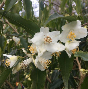CAMELLIA TSAII  STD [SZ:30CM POT]