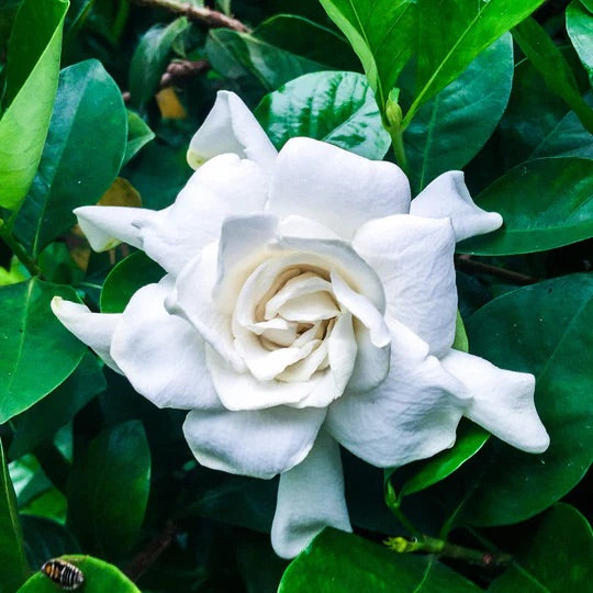 GARDENIA FLORIDA STD [SZ:40CM POT]