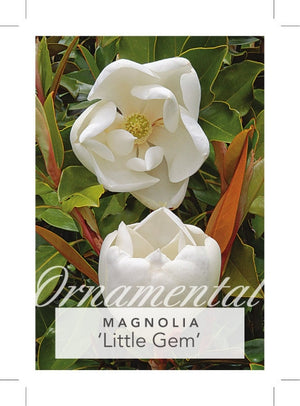 MAGNOLIA LITTLE GEM [SZ:30CM POT]