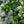 Load image into Gallery viewer, LAMIUM SNOW N FROST [SZ:14CM POT]
