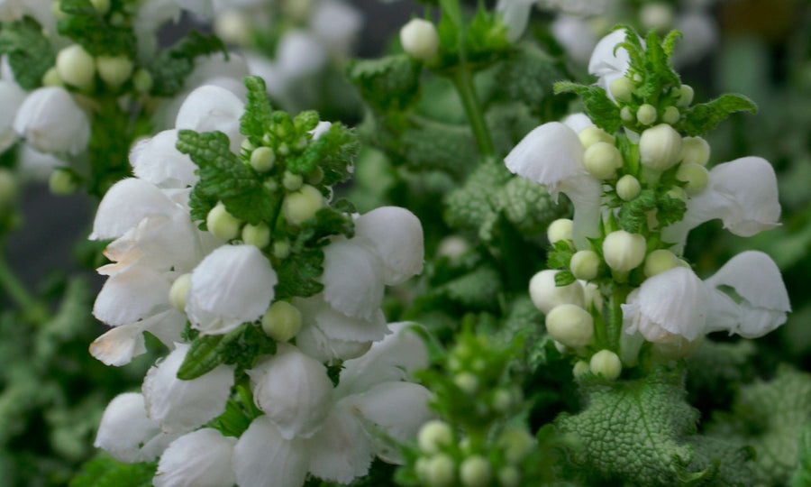 LAMIUM SNOW N FROST [SZ:14CM POT]