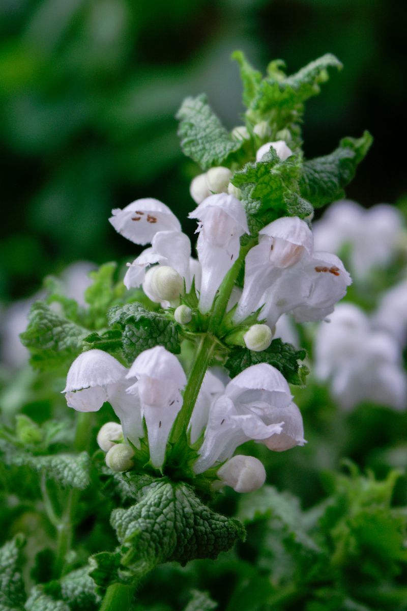 LAMIUM SNOW N FROST [SZ:14CM POT]