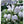 Load image into Gallery viewer, LAMIUM SNOW N FROST [SZ:14CM POT]
