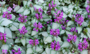 LAMIUM STORMY FROST [SZ:14CM POT]