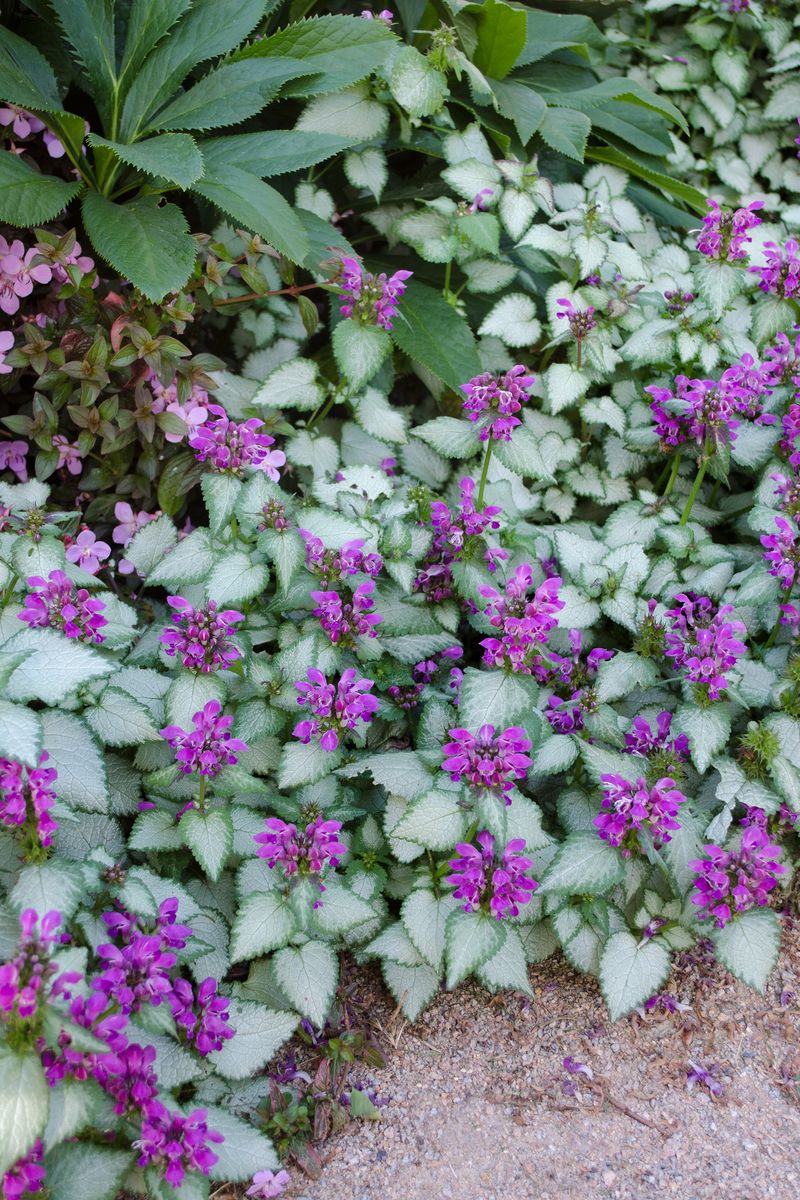 LAMIUM STORMY FROST [SZ:14CM POT]