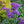 Load image into Gallery viewer, LIMONIUM PEREZII BLUE [SZ:14CM POT]
