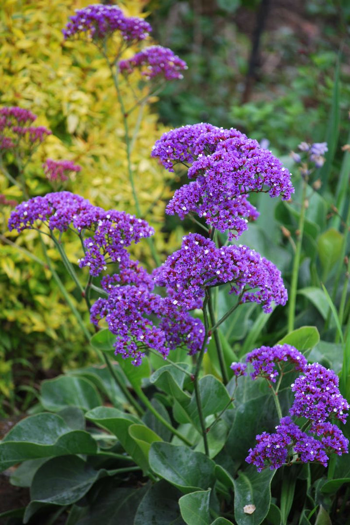 LIMONIUM PEREZII BLUE [SZ:14CM POT]