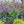 Load image into Gallery viewer, LIMONIUM PEREZII BLUE [SZ:14CM POT]
