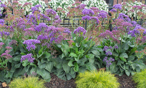 LIMONIUM PEREZII BLUE [SZ:14CM POT]