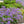 Load image into Gallery viewer, LIMONIUM PEREZII BLUE [SZ:14CM POT]
