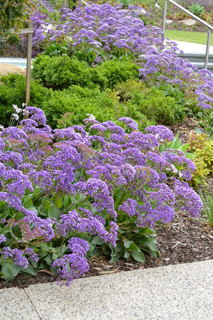 LIMONIUM PEREZII BLUE [SZ:14CM POT]