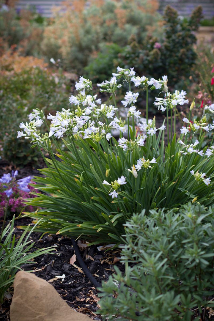 AGAPANTHUS SILVER BABY [SZ:14CM POT]