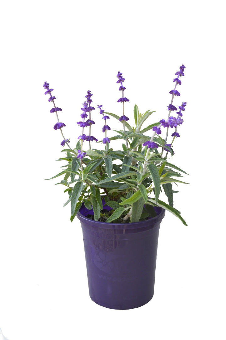 SALVIA SANTA BARBARA [SZ:14CM POT]