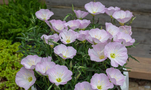 OENOTHERA TWILIGHT 14CM [SZ:14CM POT]