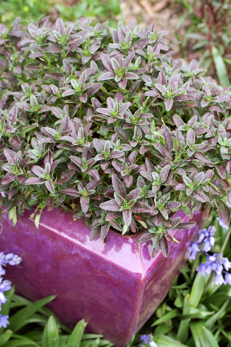 OENOTHERA TWILIGHT 14CM [SZ:14CM POT]