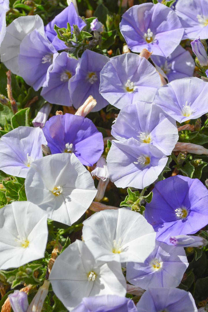 CONVOLVULUS TWO MOONS [SZ:14CM POT]