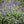 Load image into Gallery viewer, SALVIA SO COOL VIOLET [SZ:14CM POT]
