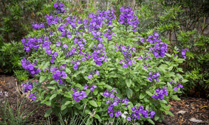 SALVIA SO COOL VIOLET [SZ:14CM POT]