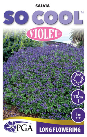 SALVIA SO COOL VIOLET [SZ:14CM POT]