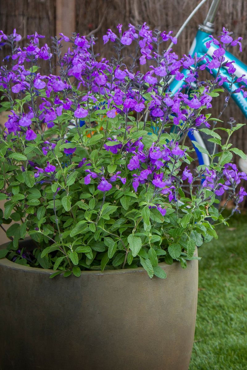 SALVIA SO COOL VIOLET [SZ:14CM POT]