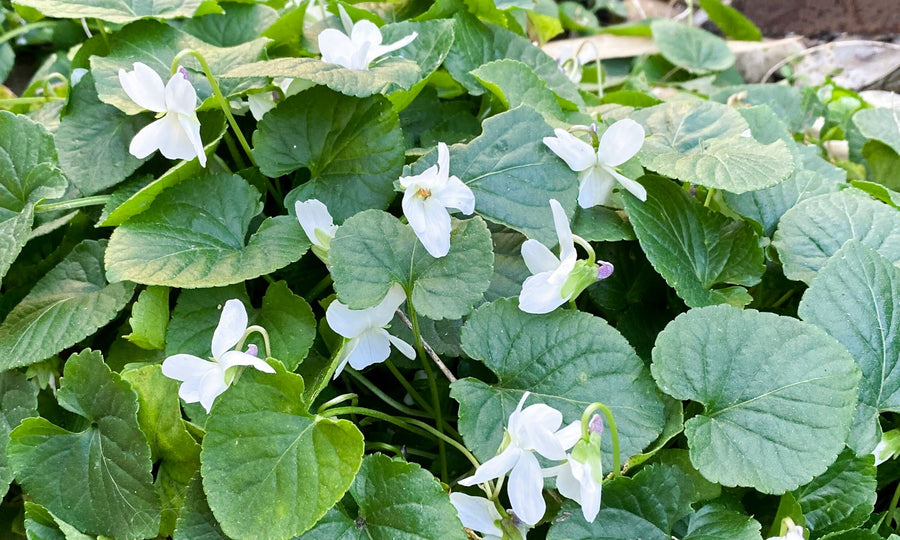 VIOLA ROYAL WEDDING [SZ:14CM POT]