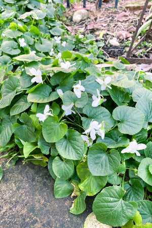 VIOLA ROYAL WEDDING [SZ:14CM POT]