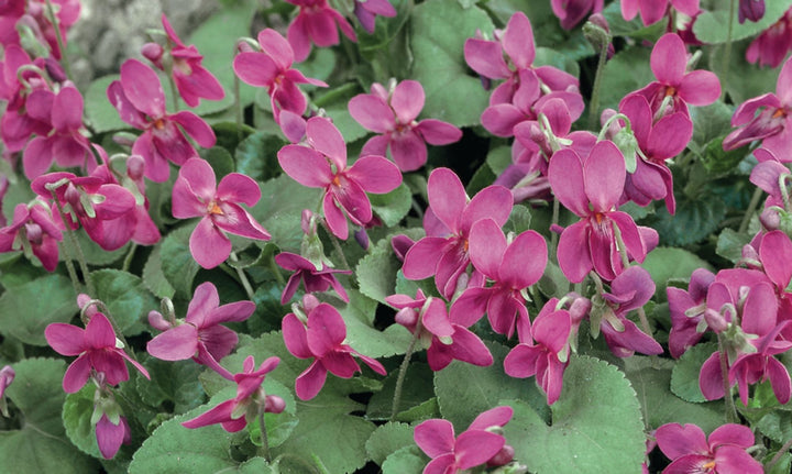 VIOLA PINK PERFUME [SZ:14CM POT]