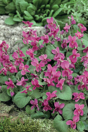 VIOLA PINK PERFUME [SZ:14CM POT]