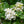 Load image into Gallery viewer, MURRAYA PANICULATA XL [SZ:30CM POT]
