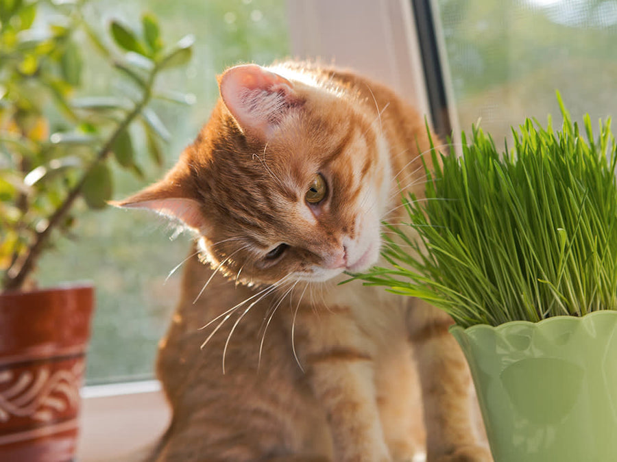 HERB CAT GRASS [SZ:14CM POT]