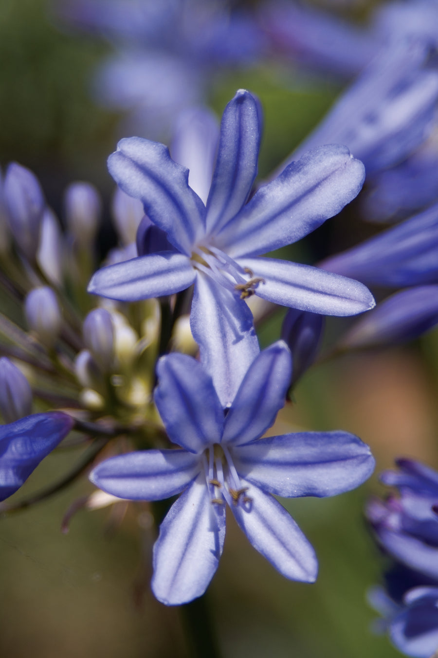 AGAPANTHUS BABY PETE